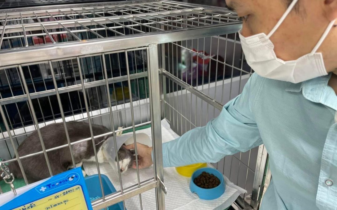 #ภพ #ปุตตะ #บริวาร นอกจากจะเป็นเรื่อง #บุตรธิดา หลานๆ ลูกน้องแล้ว ยังแปลได้อีกเรื่องราวคือ #สัตว์เลี้ยง หากเข้าสู่ ภพ #อริ #มรณะ #วินาส ตีความเรื่องของเจ็บป่วย ล้มหมอนนอนเสื่อ เข้าโรงหมอ ก็ได้เช่นกัน เริ่มแก่ #ชรา #โรคไต เริ่มจะมาเยือนแล้ว